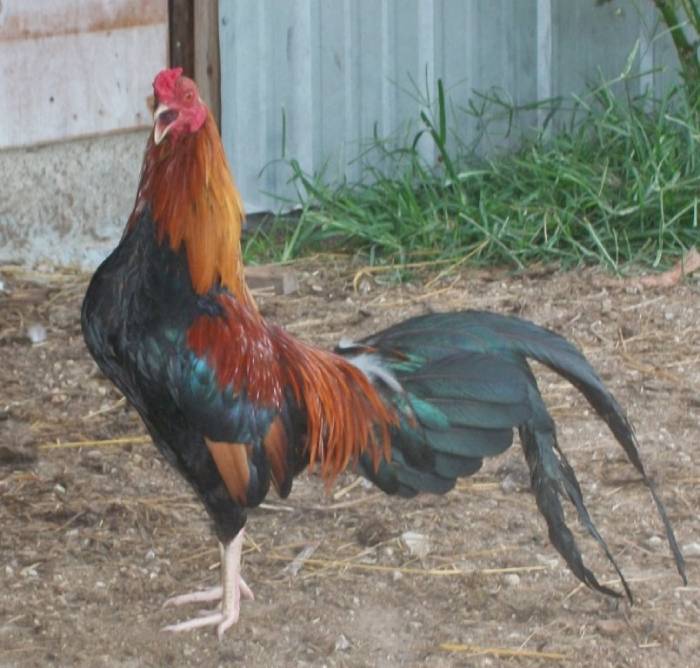 Wheaton-Cubalaya-Bantam-rooster